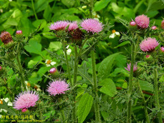 Cirsium japonicum australe