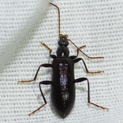 Statira