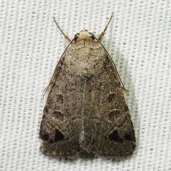 Anorthodes triquetra