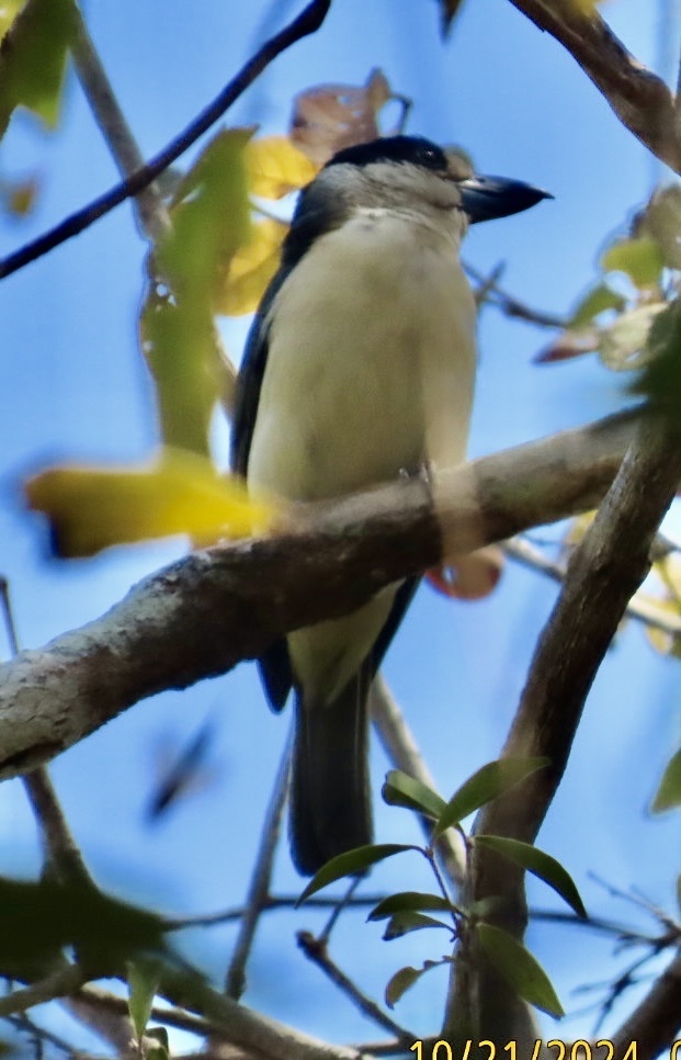 Van Dam's Vanga (Xenopirostris damii), photo 3