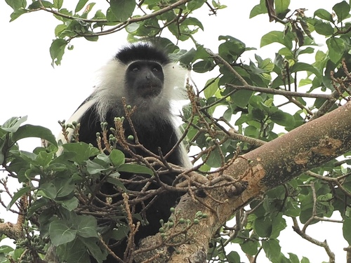 Angolan Colobus