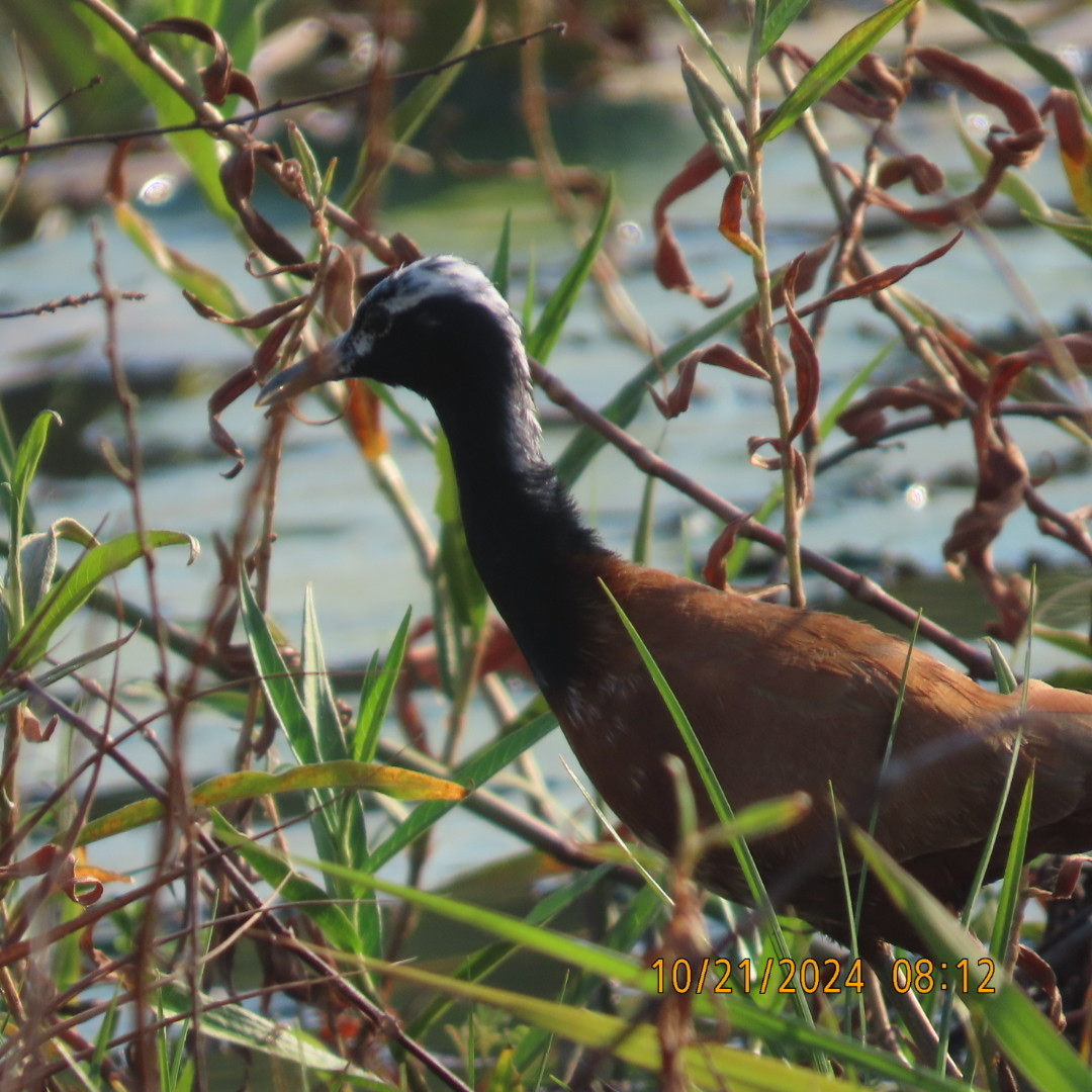 Madagascar Jacana (Actophilornis albinucha), photo 3