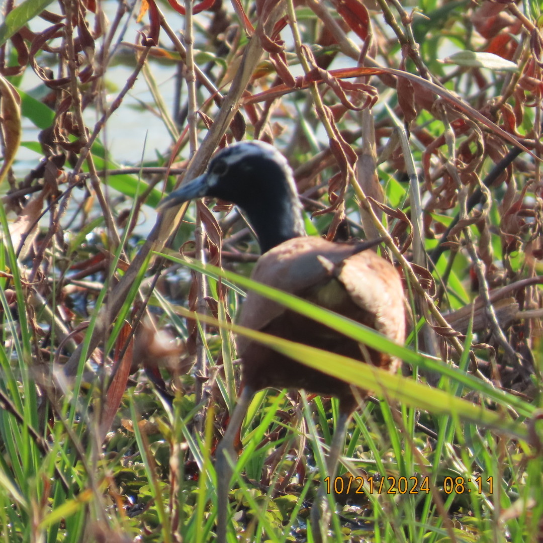 Madagascar Jacana (Actophilornis albinucha), photo 4