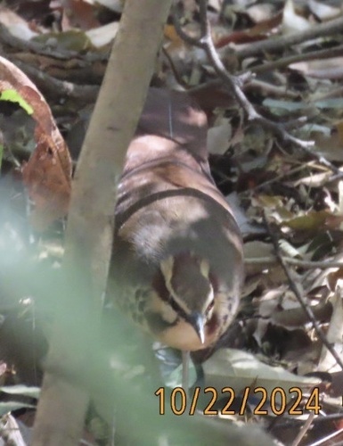 White-breasted Mesite (Mesitornis variegatus), photo 3