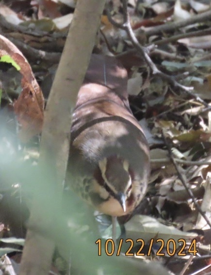 White-breasted Mesite (Mesitornis variegatus), photo 10