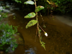 Sphyrospermum buxifolium