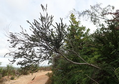 Diospyros glabra