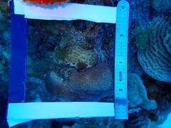 Agaricia humilis