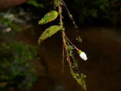 Sphyrospermum buxifolium