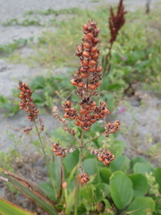 Sorghum bicolor bicolor