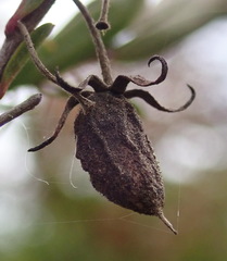 Diospyros glabra