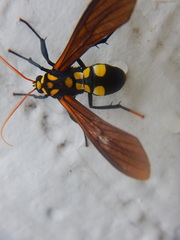 Orcynia calcarata