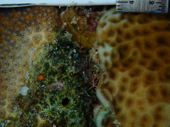 Agaricia humilis