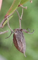 Diospyros glabra