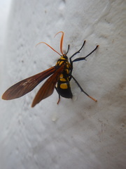 Orcynia calcarata