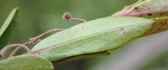 Diospyros glabra