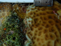 Agaricia humilis