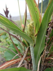 Sorghum bicolor bicolor