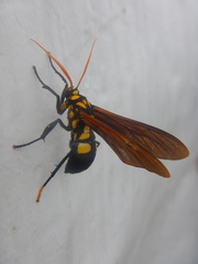 Orcynia calcarata