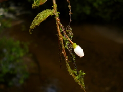 Sphyrospermum buxifolium