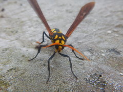 Orcynia calcarata