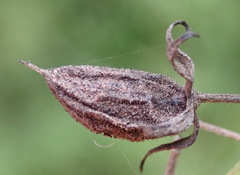 Diospyros glabra
