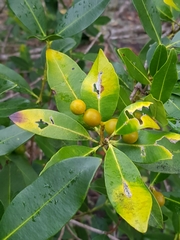 Alyxia spicata