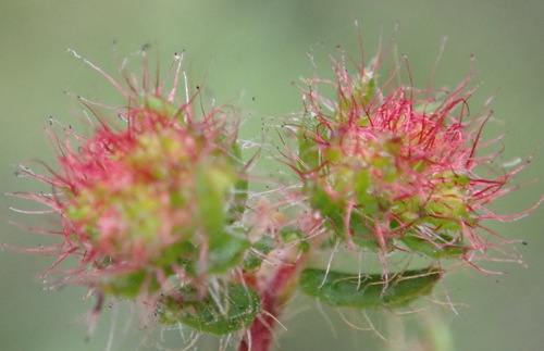 Image of Erica aneimena by (c) Nicola van Berkel, some rights reserved (CC BY-SA)