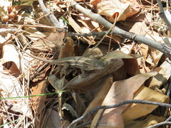 Sceloporus virgatus