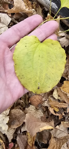 Image of Smilax ecirrhata by no rights reserved