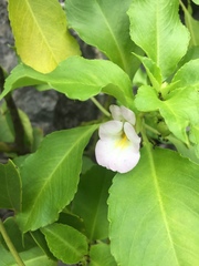 Impatiens verrucifer