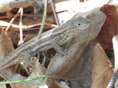 Sceloporus virgatus