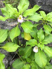 Impatiens verrucifer