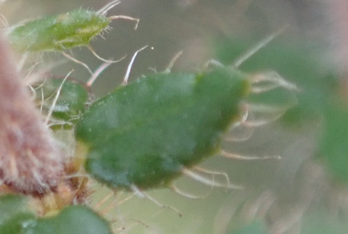 Image of Erica aneimena by (c) Nicola van Berkel, some rights reserved (CC BY-SA)