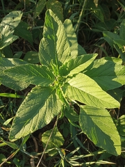 Amaranthus retroflexus