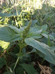 Amaranthus retroflexus