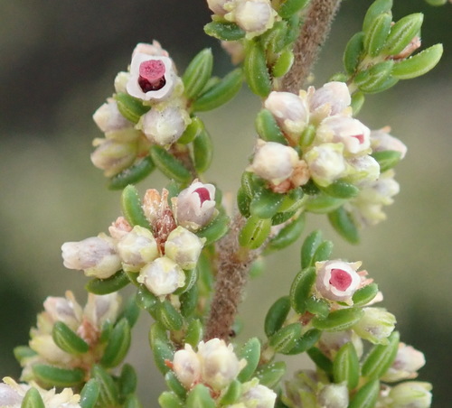 Image of Erica cordata by (c) Nicola van Berkel, some rights reserved (CC BY-SA)