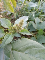 Amaranthus retroflexus