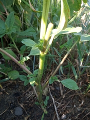 Amaranthus retroflexus