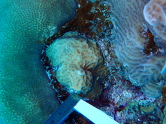 Agaricia humilis
