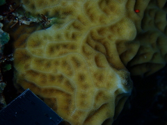 Agaricia humilis