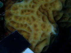 Agaricia humilis