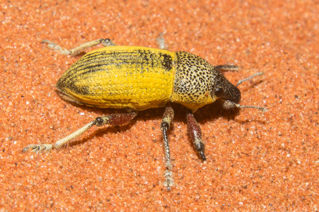 Leptostethus waltoni