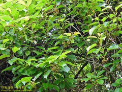 Actinidia rufa