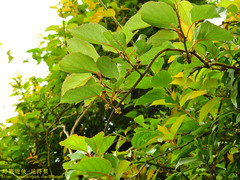 Actinidia rufa