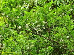 Styrax formosanus