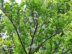Styrax formosanus