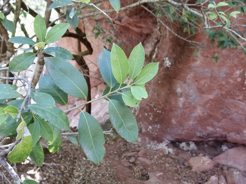 Ilex rubra