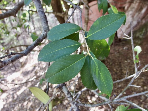 Ilex rubra, photograph 1