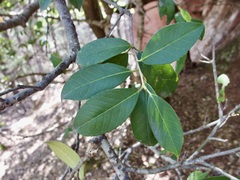 Ilex rubra, photograph (c) Sue Carnahan, some rights reserved (CC BY)